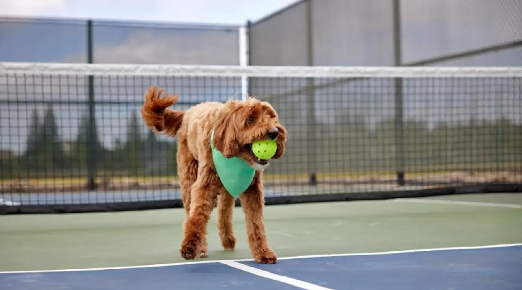 Pickleball: The Addictively Fun Sport Taking the World by Storm!